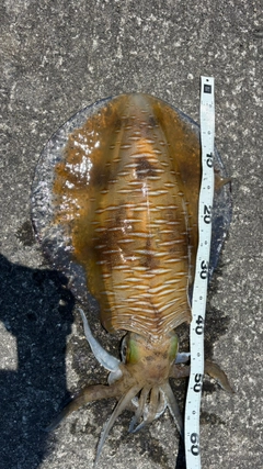 アオリイカの釣果