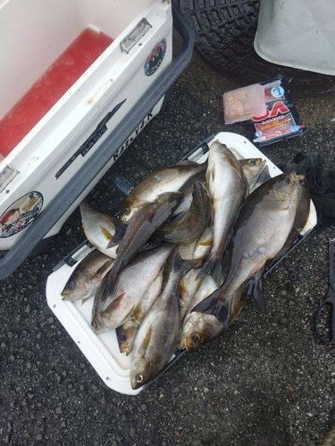 グレの釣果
