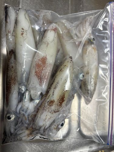 マメイカの釣果