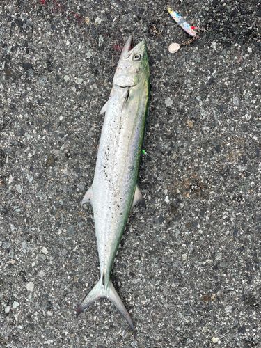 サゴシの釣果