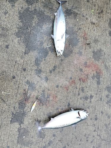 ソウダガツオの釣果