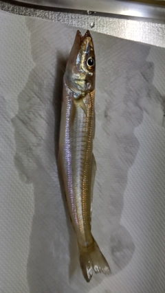 キスの釣果
