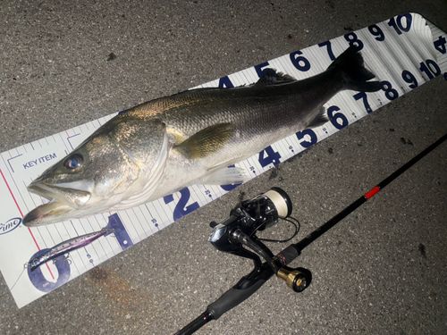 シーバスの釣果