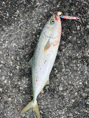 ハマチの釣果