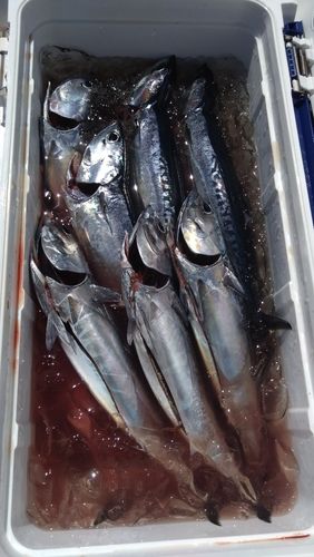 メジカの釣果