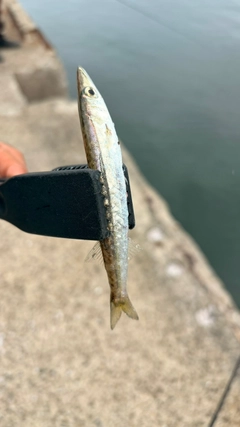 カマスの釣果