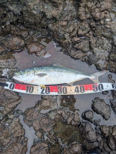 イナダの釣果