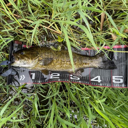 スモールマウスバスの釣果
