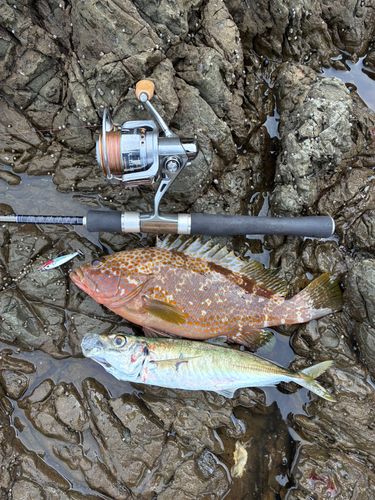 アコウの釣果