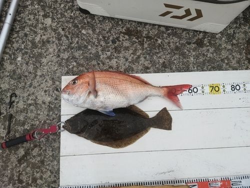 マダイの釣果
