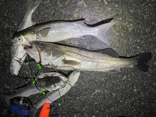 ボラの釣果