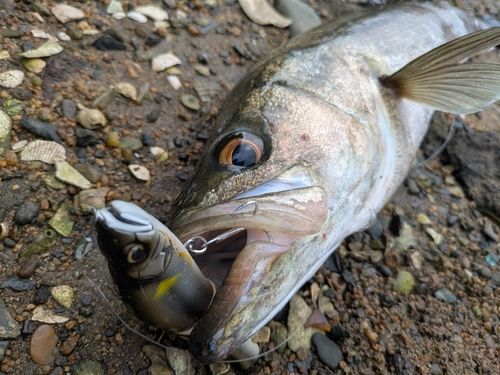 マルスズキの釣果
