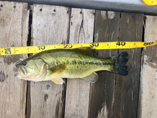 白石つり掘金魚園で釣れたブラックバスの釣り・釣果情報