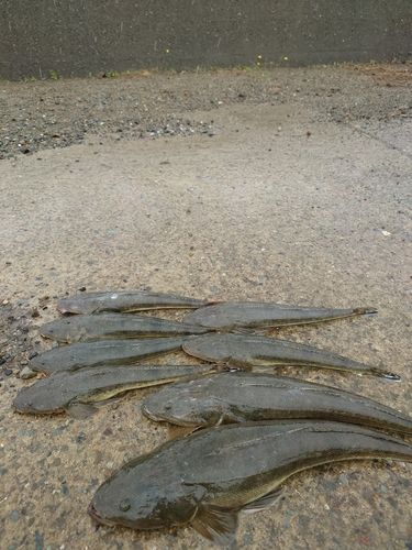 マゴチの釣果