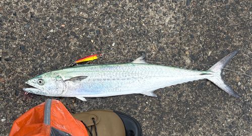 サワラの釣果
