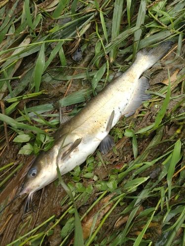 アメリカナマズの釣果