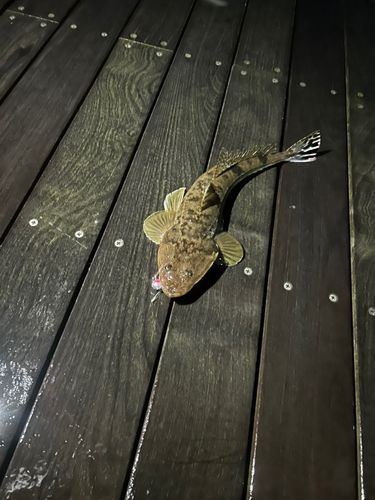 マゴチの釣果