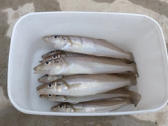 キスの釣果