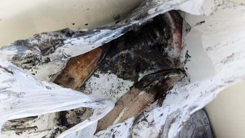 モンゴウイカの釣果