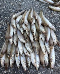 シロギスの釣果