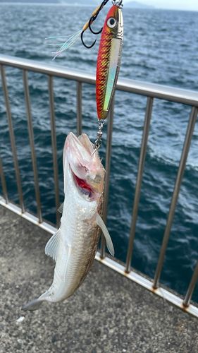 エソの釣果