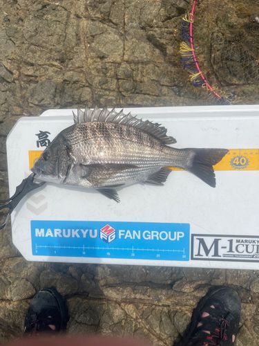 クロダイの釣果