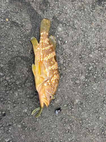 釣果