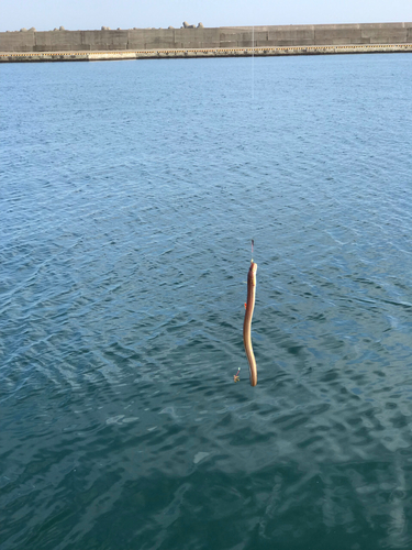 アナゴの釣果