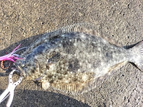ヒラメの釣果
