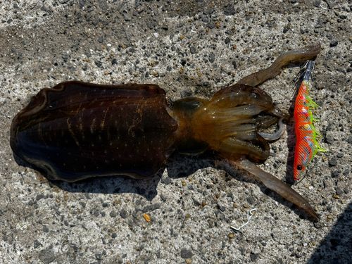 アオリイカの釣果