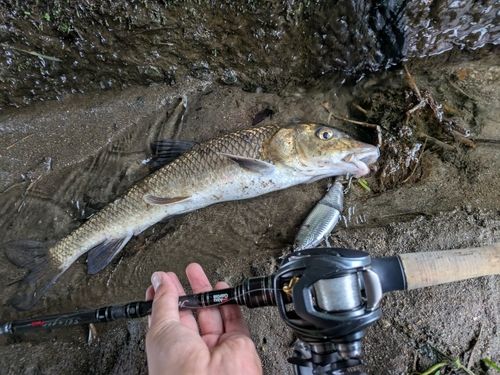 ニゴイの釣果