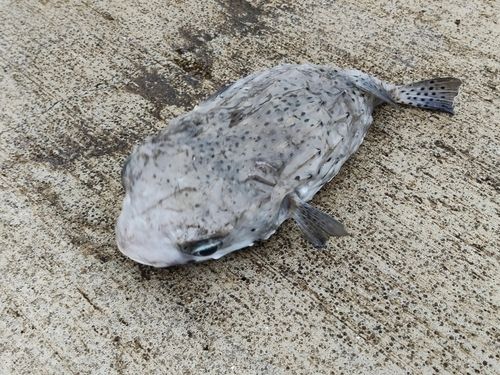 ハリセンボンの釣果