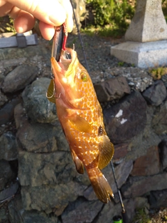 アコウの釣果