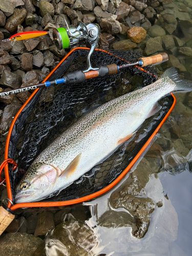 ニジマスの釣果