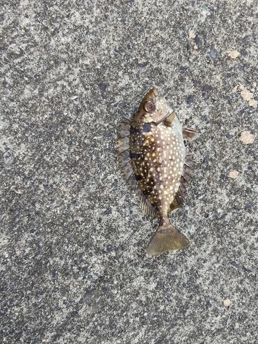 アイゴの釣果