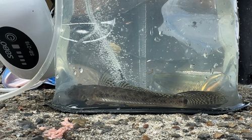 ハゼの釣果