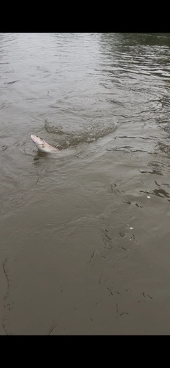 アメマスの釣果
