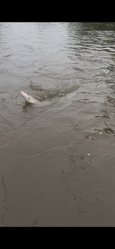 アメマスの釣果