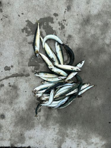 ウルメイワシの釣果