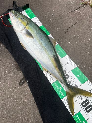 ブリの釣果