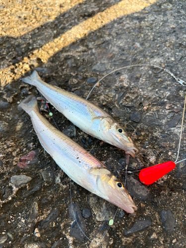 キスの釣果