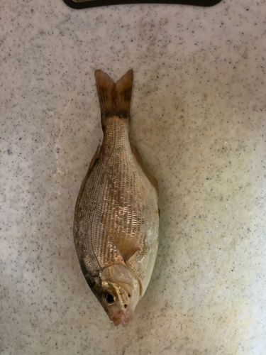 ウミタナゴの釣果