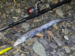 タチウオの釣果