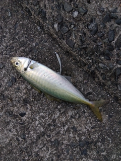 マルアジの釣果