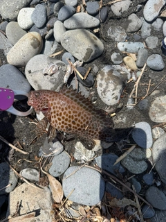 釣果