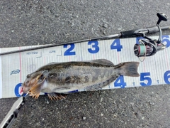 アイナメの釣果