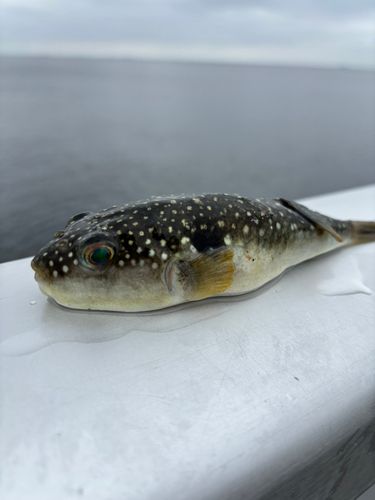 クサフグの釣果