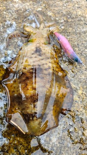 アオリイカの釣果