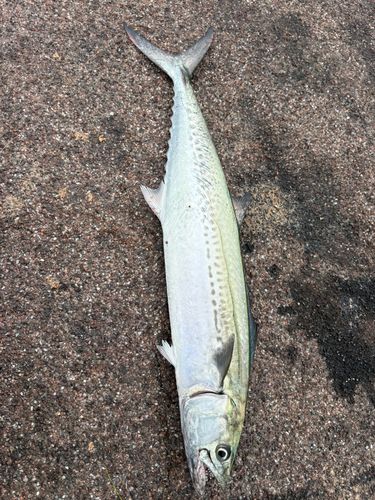 サゴシの釣果