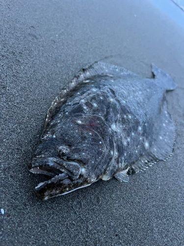 ソゲの釣果